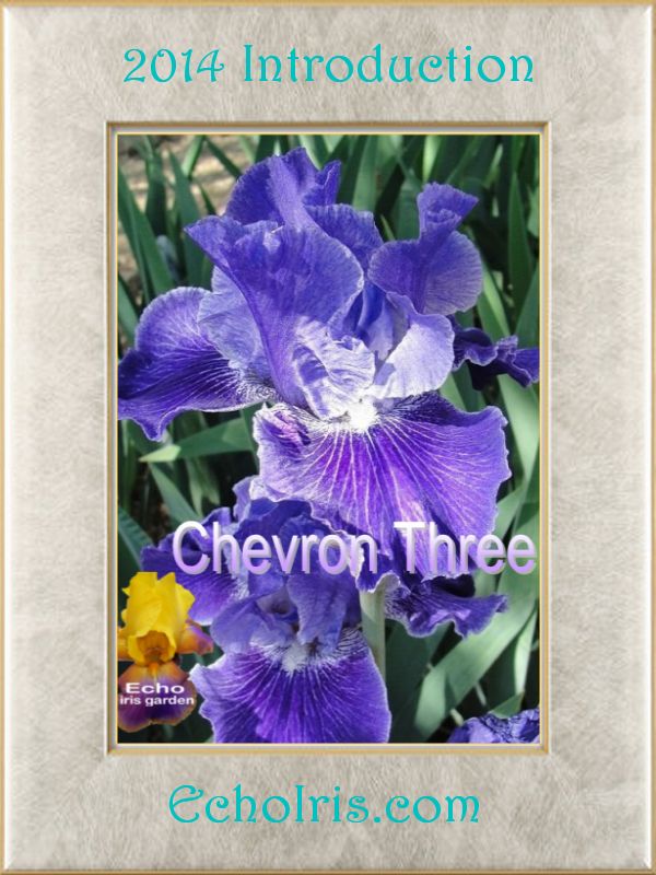 Chevron Three